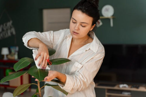 The Continued Relevance of Traditional Botanical Knowledge in Modern Formulations