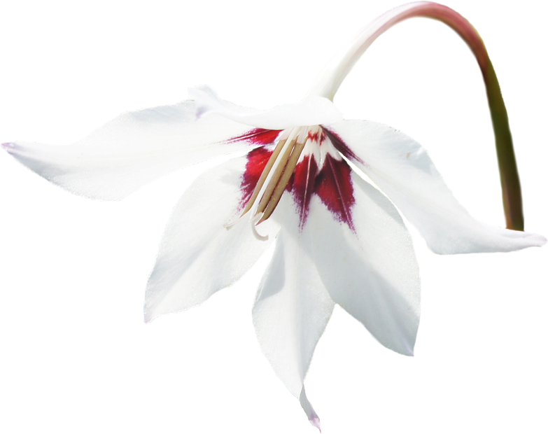 Abyssinian (Seed) Oil