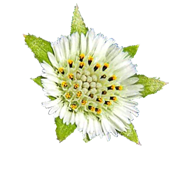 Alba Seed Oil