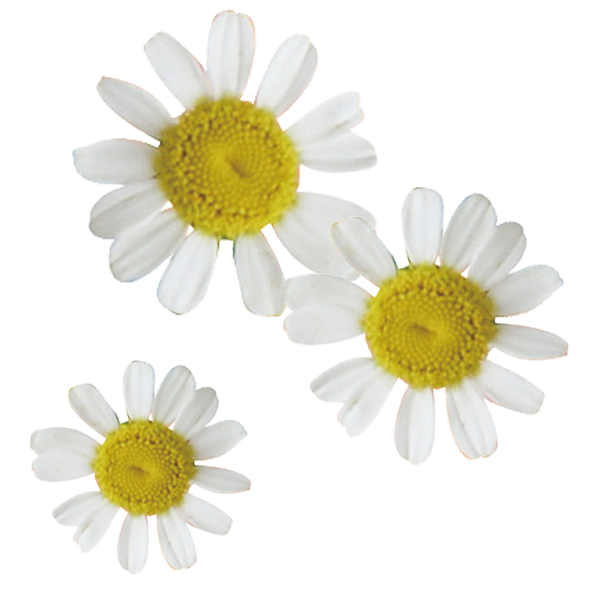 Chamomile