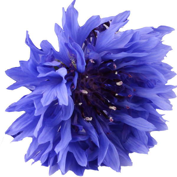 Natural Blue Cornflower