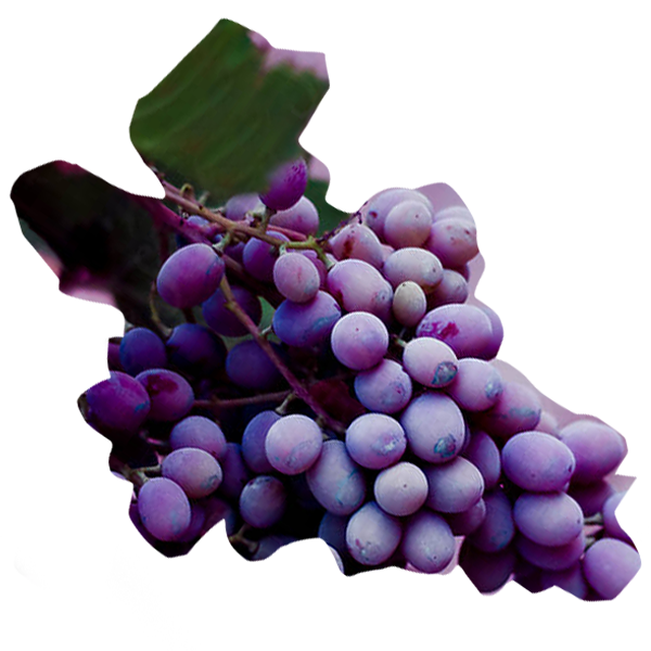 Grape (Fruit) Extract