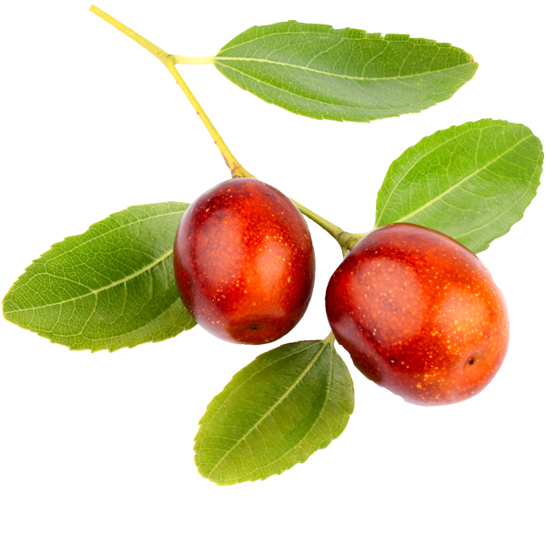 Jojoba
