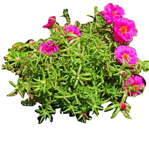 Portulaca Extract