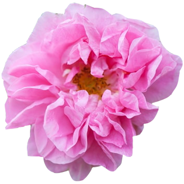 Rosa Damascena Water