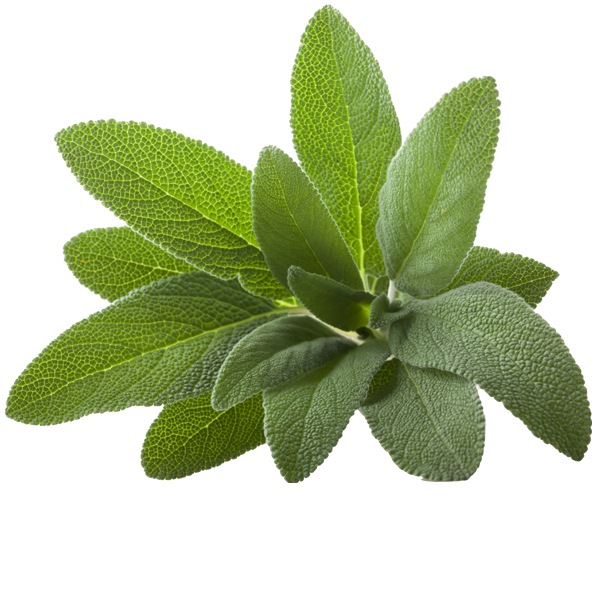 Sage, Lavender and Chamomile Hydrolats