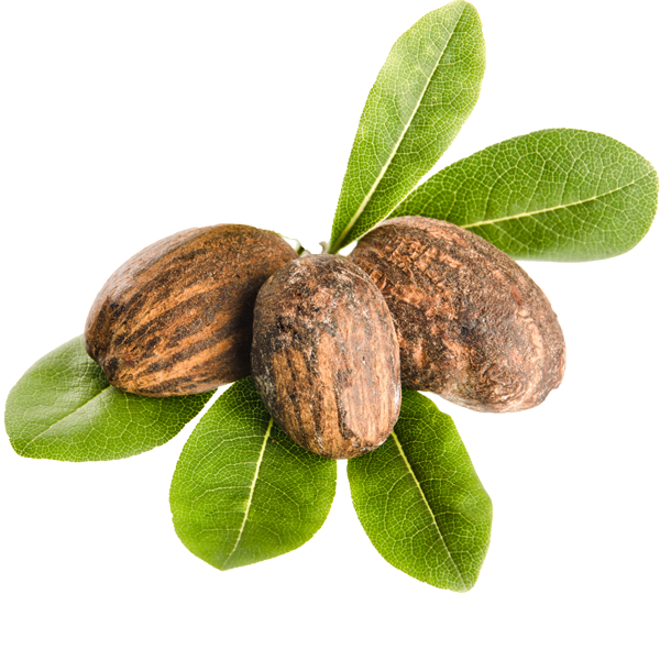 Shea Butter