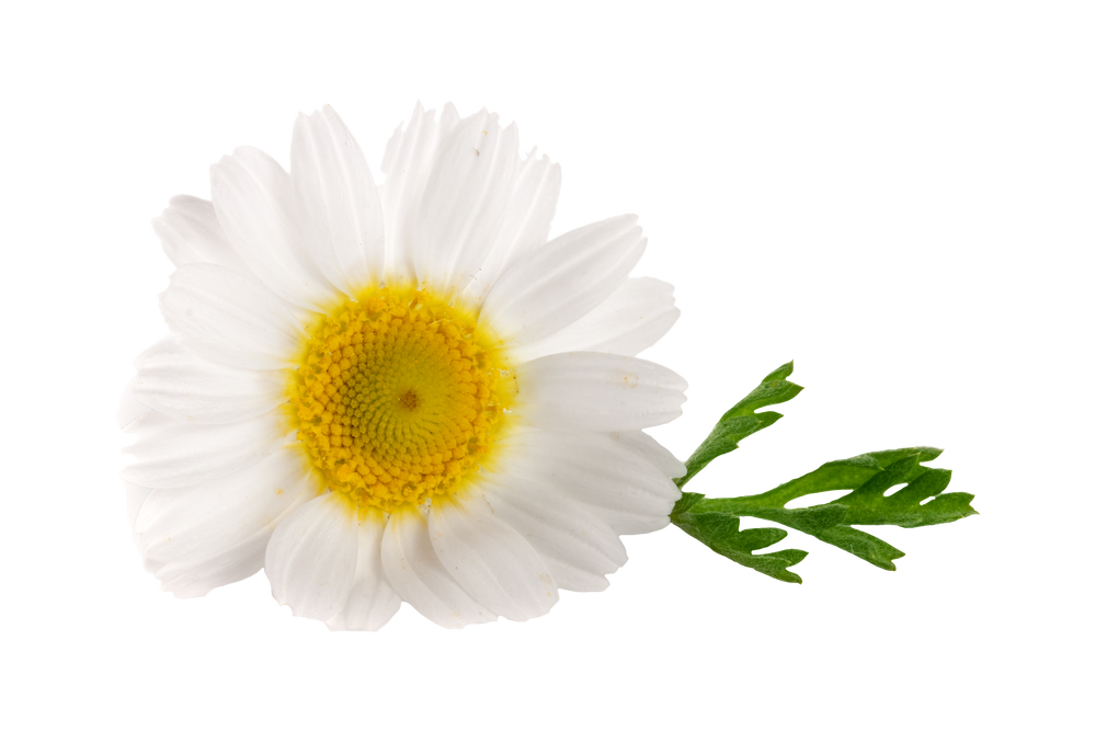 Chamomile (Moroccan)